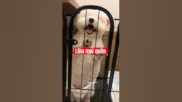 Nghịch lí chưa #thucung #pets #funnydogs