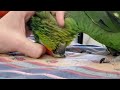 Gus the Red Lored Amazon getting Scritches. He&#39;ll be 48 in September.