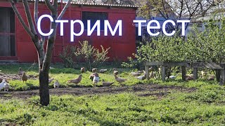 Голуби стрим тест