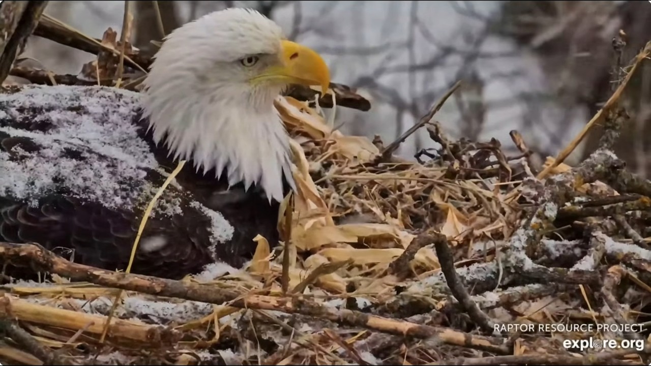 DNF and UM morning in the nest 28.02.2026 Explore Live Nature Cams Decorah Eagles - North Nest - 4k