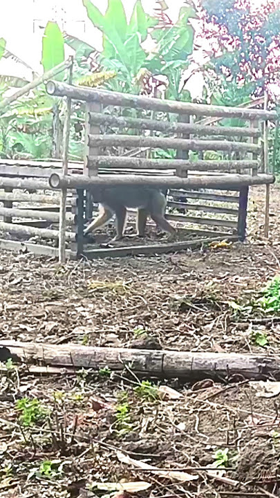 🔴 A monkey trap made of bamboo