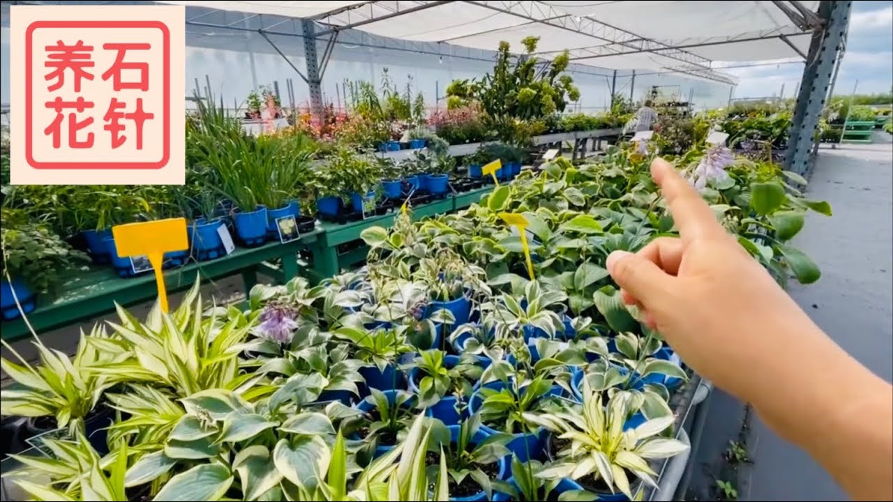 九月农场花店 店员说 草本植物6折 木本植物5 7折 Trillium Hill Greenhouses 我居然也淘到非常喜爱的植物 还有一年质保 Youtube