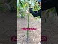 وجود خضار ع الساق لازم تعالجها بمبيد نحاسي اكسبلور زراعت زراعت زراعة نباتي تنعيم اشجار