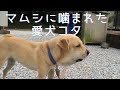 #マムシに噛まれた犬 #雑種犬 #ペット　マムシに噛まれた愛犬コタ