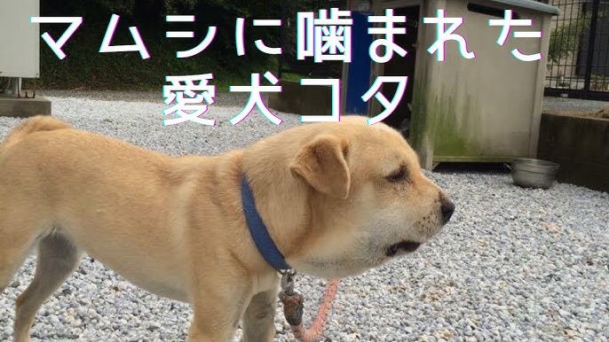 マムシに噛まれた犬 雑種犬 ペット マムシに噛まれた愛犬コタ Youtube マムシに噛まれた犬 雑種犬 ペット マムシに噛まれた愛犬コタ Youtube