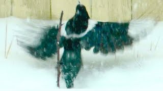 Canadian Christmas Carol