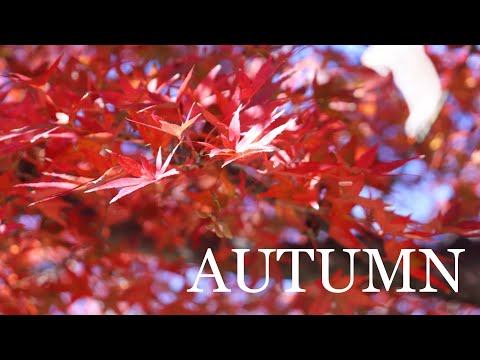 the-best-places-autumn-leaves-in-japan-(misono-central-park)