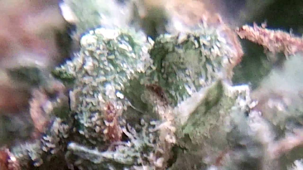 Ep 403 Nirvana Bud Strain Review Colombian Gold x Thai x Mexican x Afghani marijuana hd 1080p