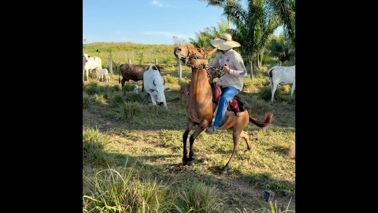 COM VACA BRAVA NÃO PODE VACILAR 😰
