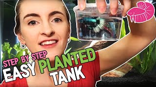 Low Maintenance Planted Betta Tank  Step By Step!