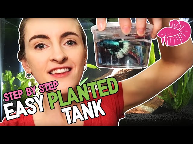 Low Maintenance Planted Betta Tank - Step By Step! class=