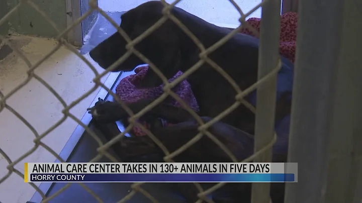 Horry County Animal Care Center staff are over capacity after more than 130 neglected animals get se