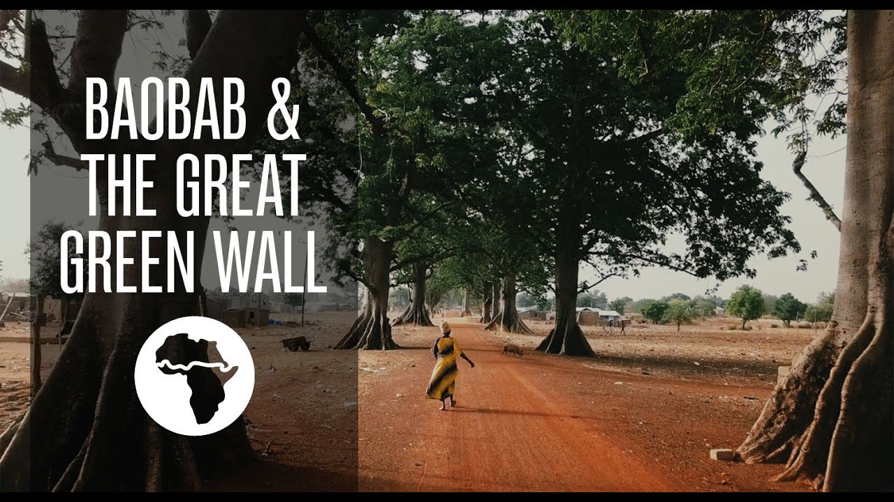Baobab & The Great Green Wall of Africa Aduna YouTube
