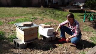 Ask A Beekeeper - Hive Entrances