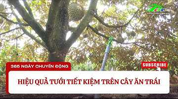 Hiệu quả tưới tiết kiệm trên cây ăn trái #LamdongTV #LTV #LamDong #365ngàychuyểnđộng