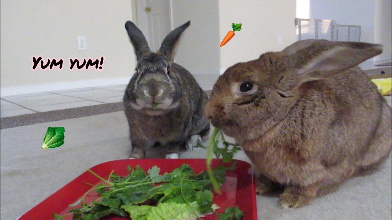 Cute Bunnies Taste Test Fresh Homegrown Veggies! YouTube