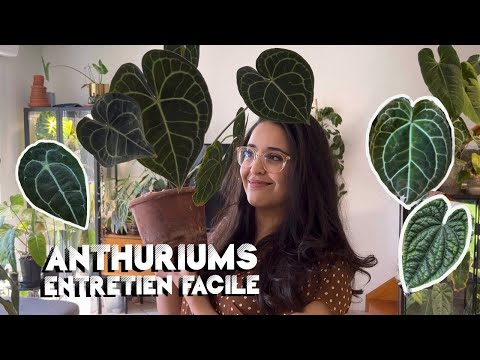 Vidéo: Anthurium rose: description, signes, caractéristiques de la culture