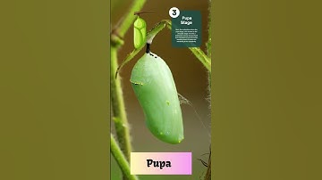 Life Cycle of a Butterfly | From Caterpillar to Butterfly |#kids#science#education#shorts#ytshorts