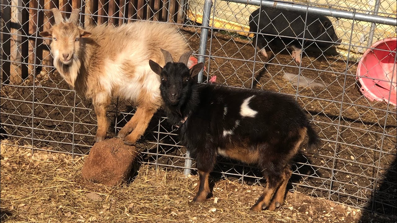 Our 2026 kidding season lineup🐐