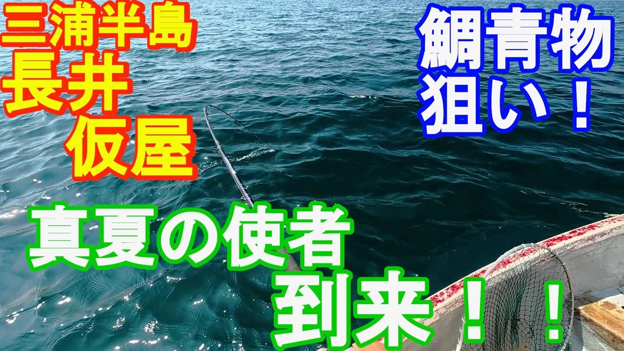 ♯317【長井仮屋ボート釣り】鯛青物狙い！4年ぶりの出船で、青物祭り！