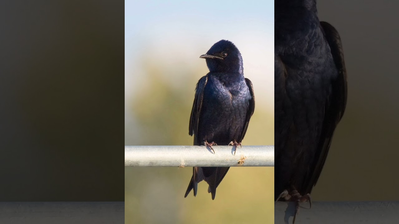 purple Martins sounds