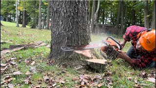 Falling Hardwood trees in western PA