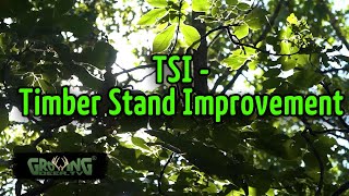 Timber Stand Improvement Results on 80 Acres: Goal - Better Cover and Food for Wildlife (Outtake)