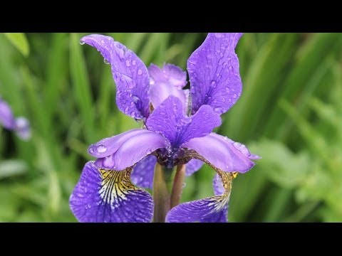 Video: Irises Ya Siberia - Aina Na Huduma