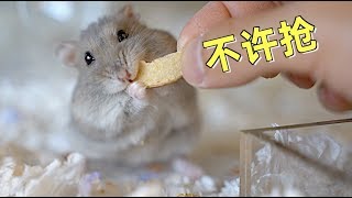 Close up of hamster eating and broadcasting, I'm hungry ~
