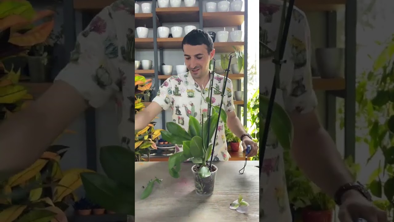 Orxideya gülünün çoxaldılması 