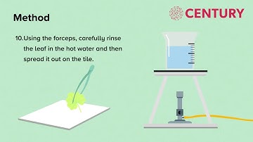 Practical: Testing a Leaf for Starch | Biology
