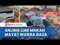 Miris anjing liar makan mayat warga gaza yang menumpuk di rs alshifa di tengah pengepungan total