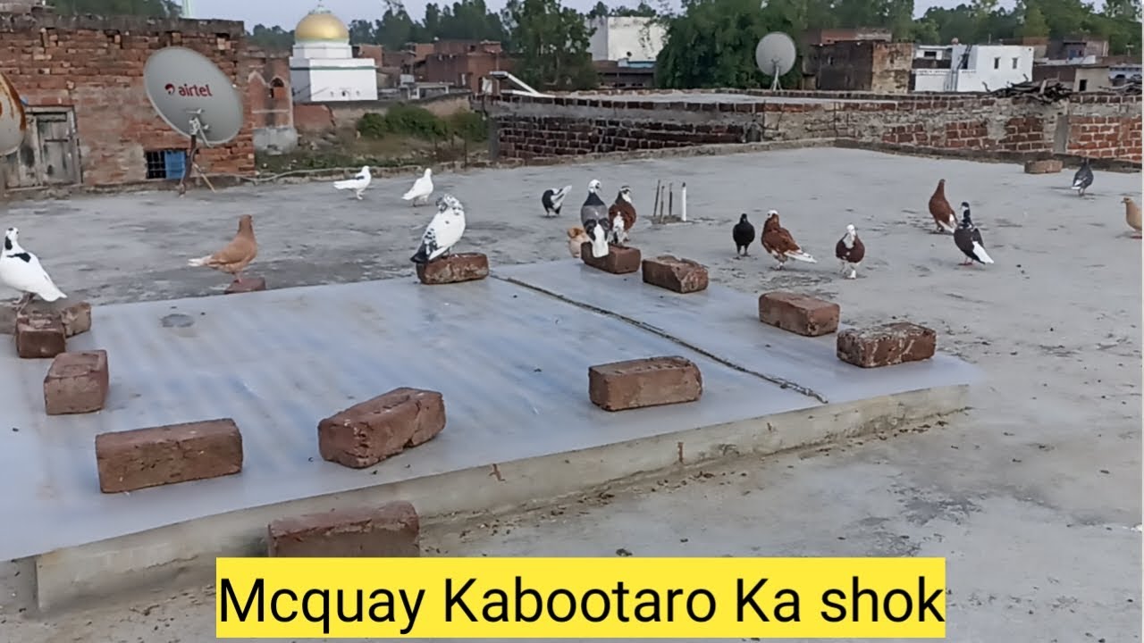 Kale Aur Safed Makoye Kabutar Ka shok, Aaj poori Chat Kabutaro Se bhar