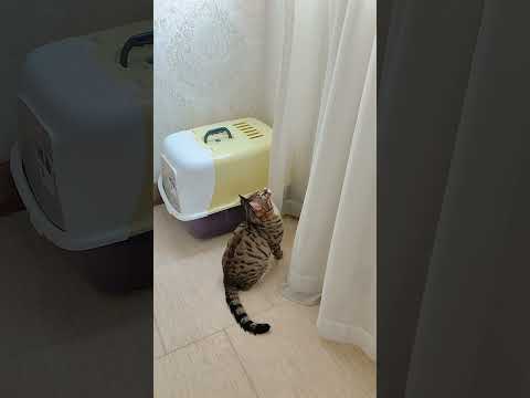 شکار پشه کاشکی تو خو شکارچی نبودی مااادررر گربه      