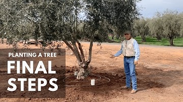 Final Planting Steps | How To Plant A Tree | Vecchio Trees