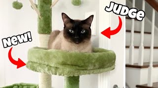 Why You Should Get a Cat Tree | Kindacoool Cat Tree Assembly & Review by Simon the Siamese Cat 3,610 views 1 year ago 5 minutes, 4 seconds