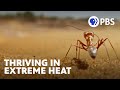 Saharan Silver Ants and Environmental Challenges