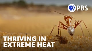 How the Earth’s Fastest Ants Survive Extreme Heat 🐜 | Evolution Earth | PBS