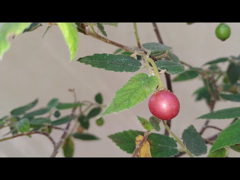 Video: Info Tanaman Berry Panama - Pelajari Cara Menumbuhkan Berries Panama
