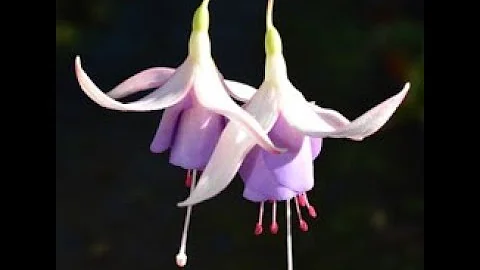 Come si fa a fare il fucsia?