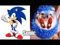 Sonic Boom Characters In Real Life