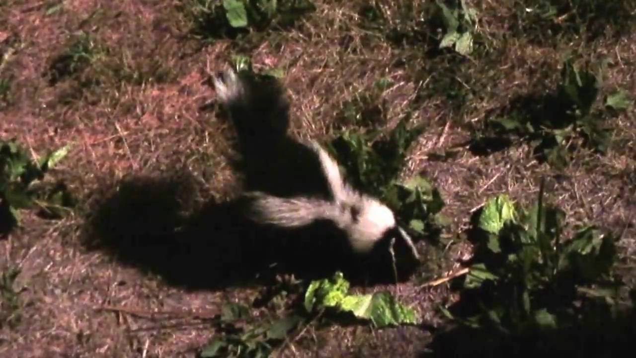 Baby Skunk Eating Cat Food, Visiting, Filmed in July in Michigan YouTube