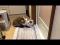 お風呂を覗こうする豆大福たちがかわいい