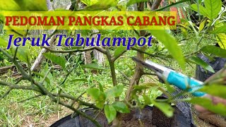 Cara Pangkas Jeruk Tabulampot