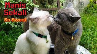 Two happy cats roaming freely in the yard of an empty house by SabeTian Animals 272 views 2 weeks ago 4 minutes, 25 seconds