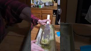 Freeze Dried Cucumbers and Seed Saving