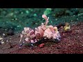 Harlequin shrimp hymenocera picta