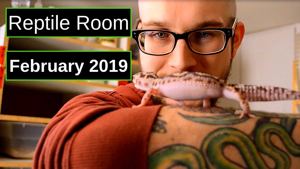reptile care app Reptile Room Tour February 2019