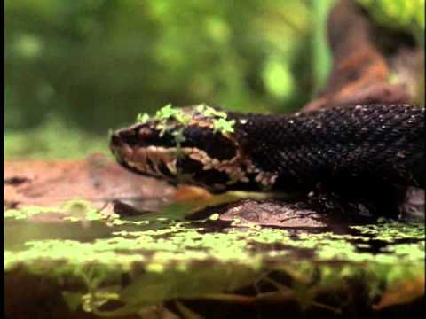 aquarium 1967 youtube
