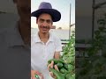 طريقة زراعة الخيار في المنزل وحصاده بعد ٤٥ يوم فقط     